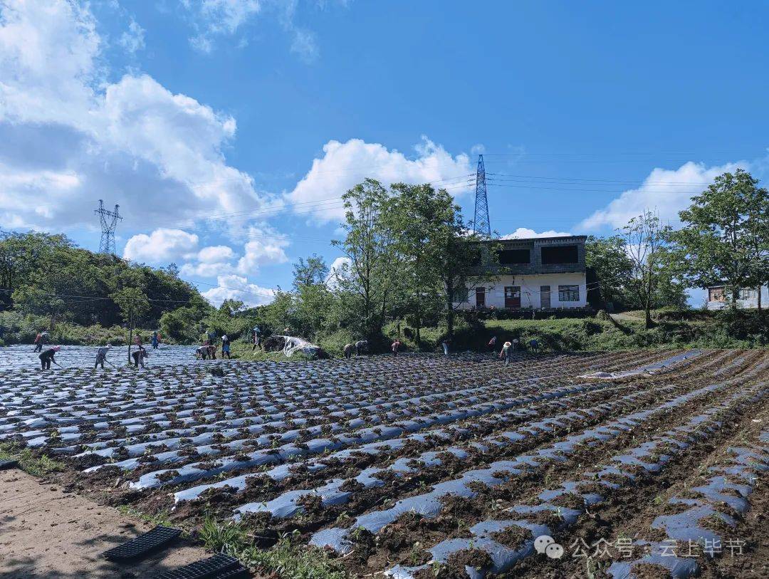 果娘村最新项目，乡村振兴的新动力