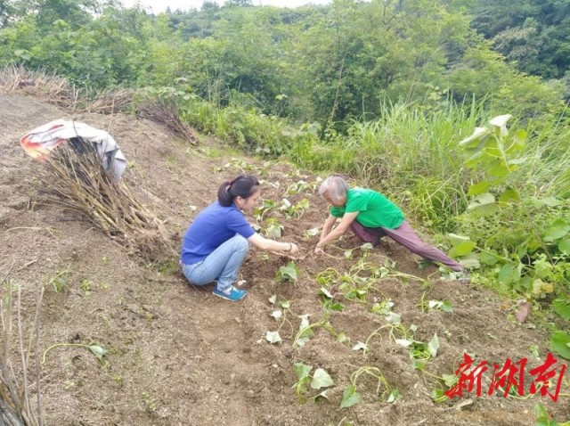 新澳资料免费精准期期准，守株释义、解释与落实的深度探讨