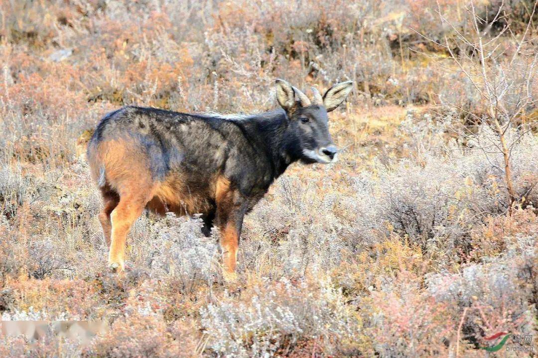 四不像正版与正版四不像，释义、解释与落实